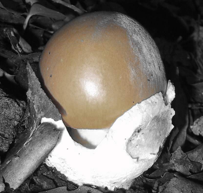 nebrodi:Boletus phalloi....deus